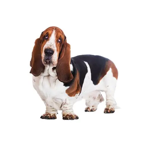 Basset Hound